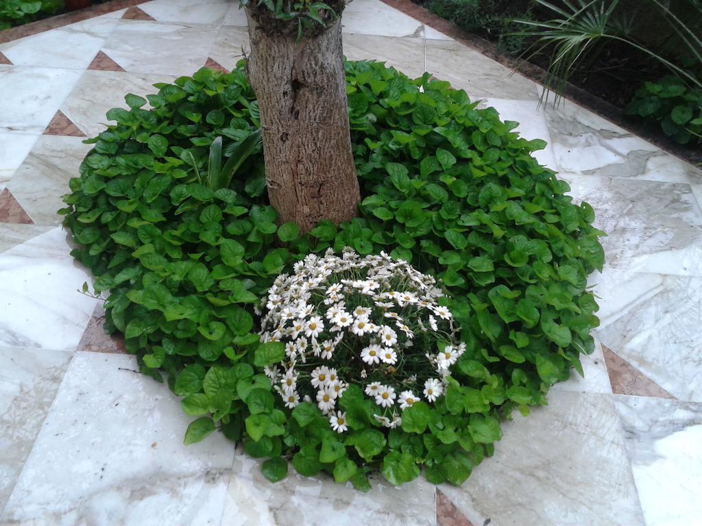Eco B&B I Due Oleandri Marina di Carrara Kültér fotó